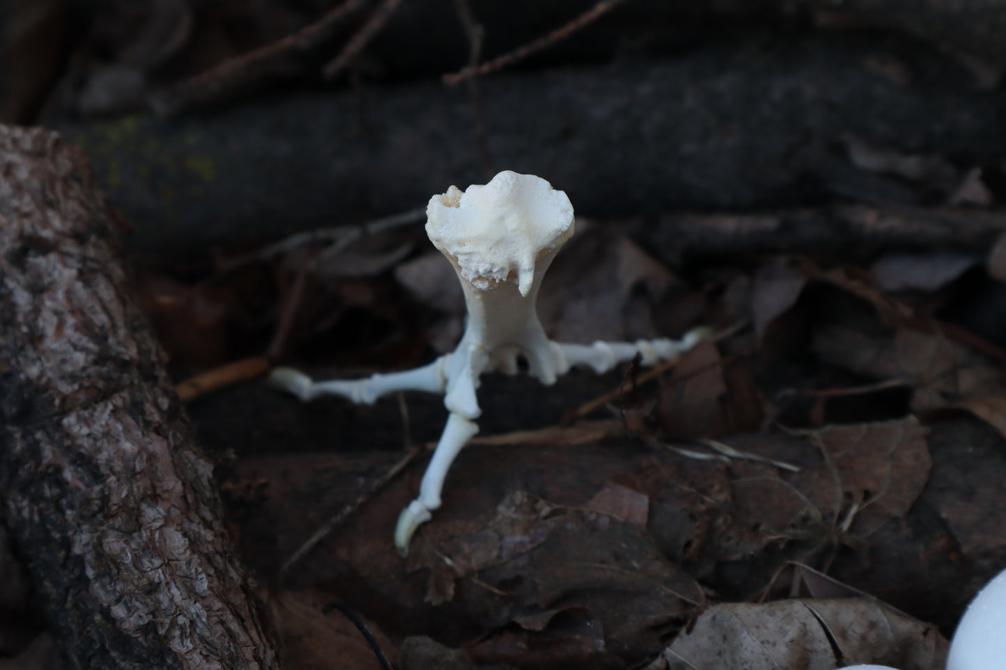 Chicken Foot Articulation