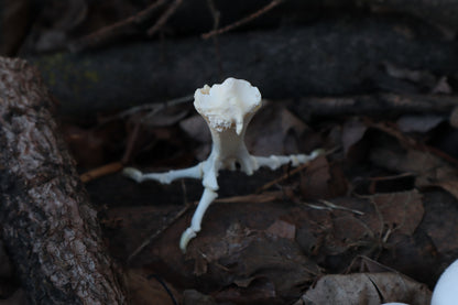 Chicken Foot Articulation