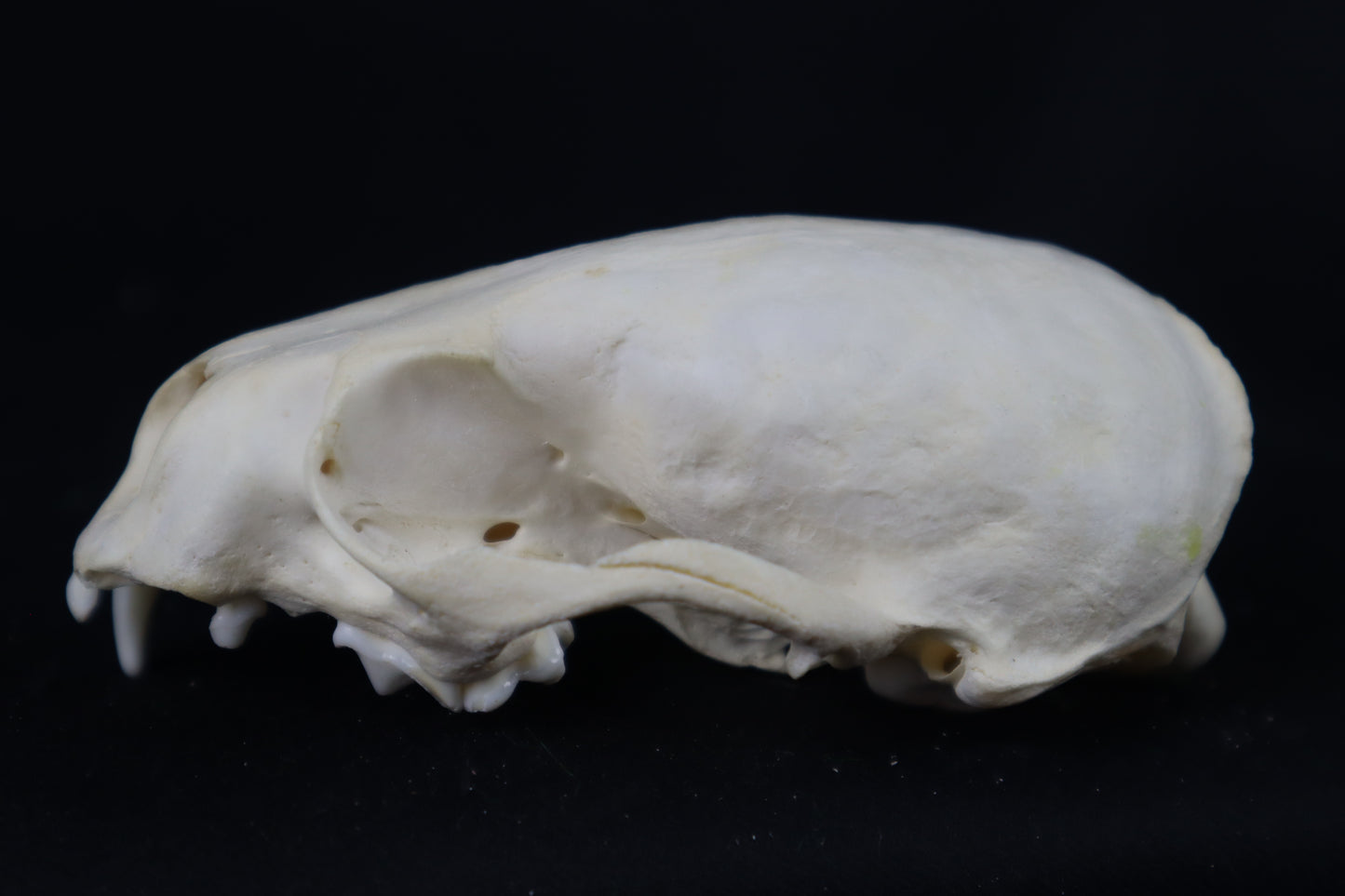 Craft Juvenile Otter Skull
