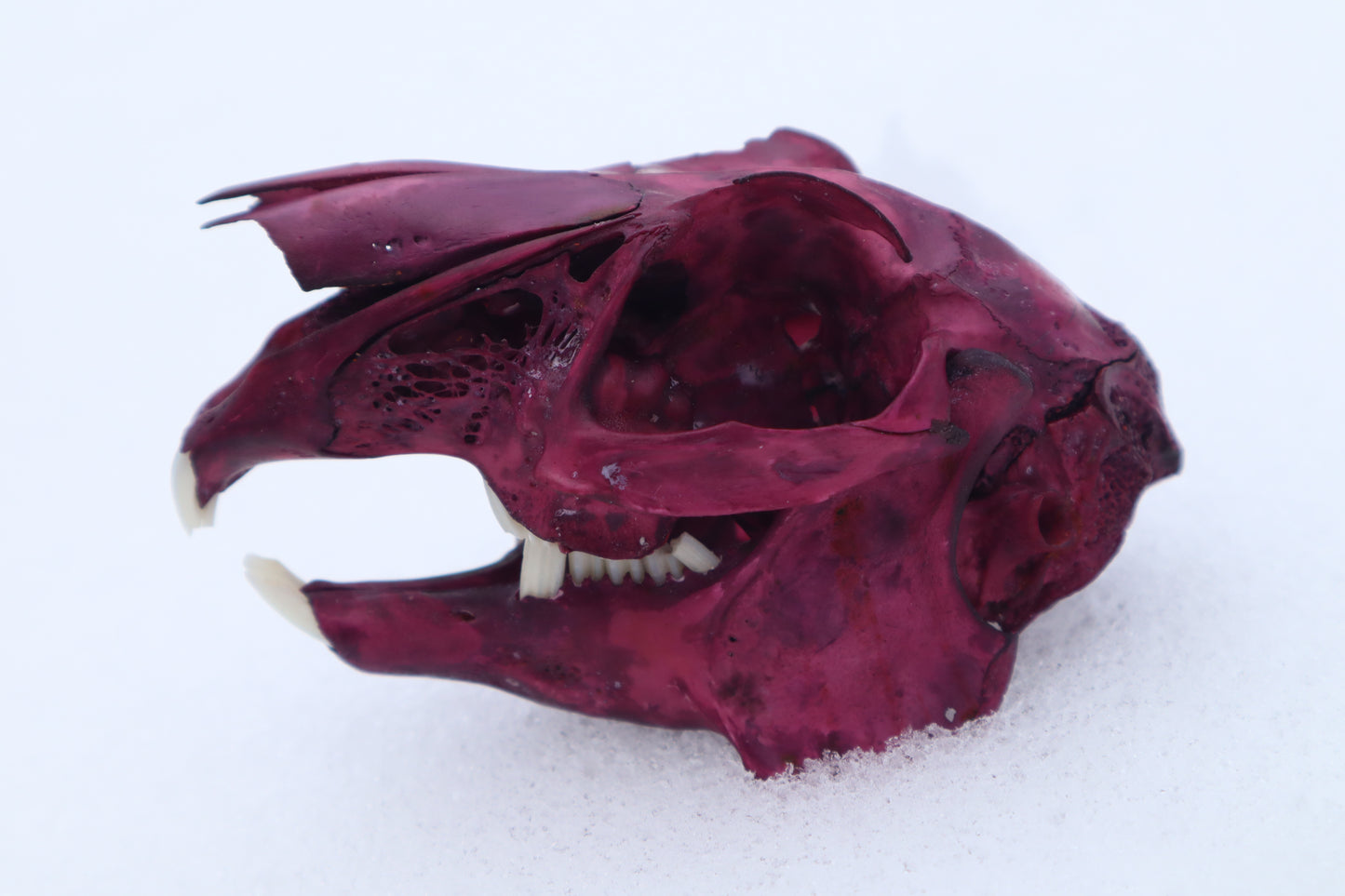 Naturally Stained Jack Rabbit Skull
