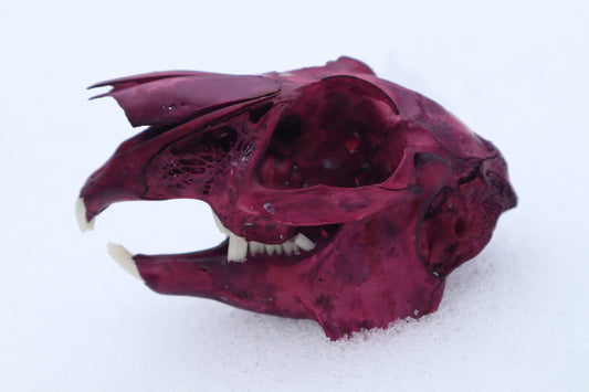 Naturally Stained Jack Rabbit Skull