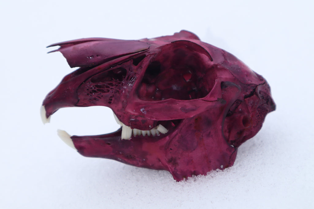 Naturally Stained Jack Rabbit Skull