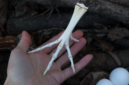 Chicken Foot Articulation