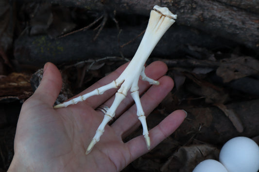 Chicken Foot Articulation