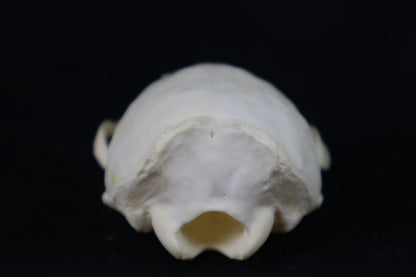 Craft Juvenile Otter Skull