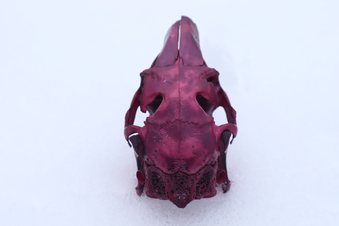 Naturally Stained Jack Rabbit Skull