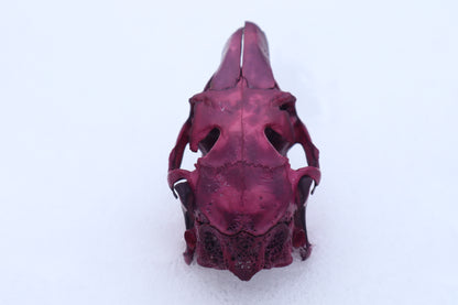Naturally Stained Jack Rabbit Skull
