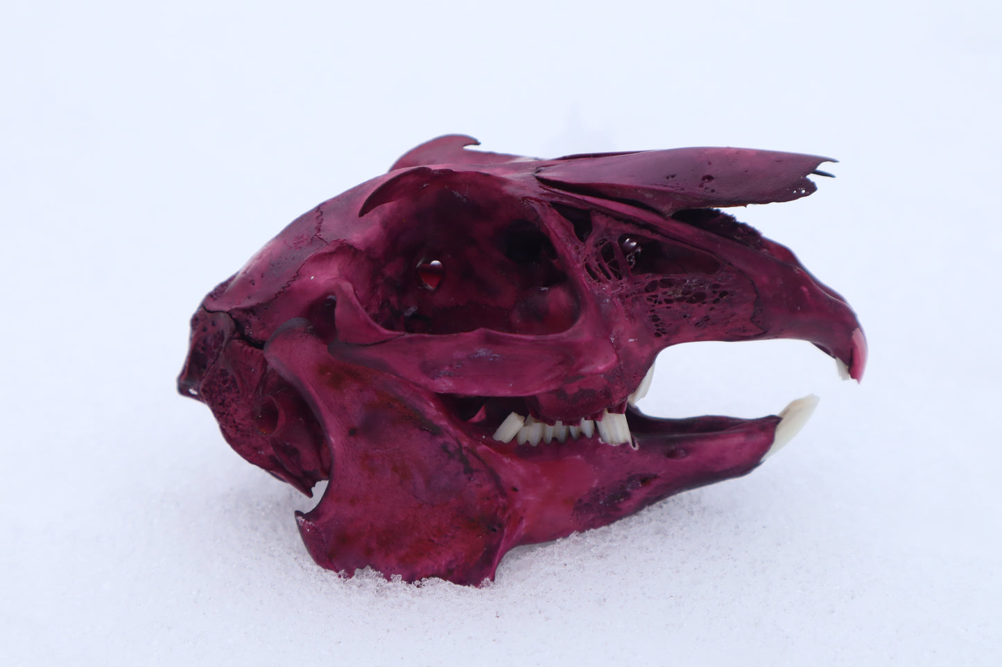 Naturally Stained Jack Rabbit Skull