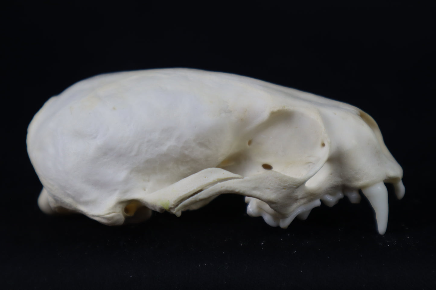 Craft Juvenile Otter Skull