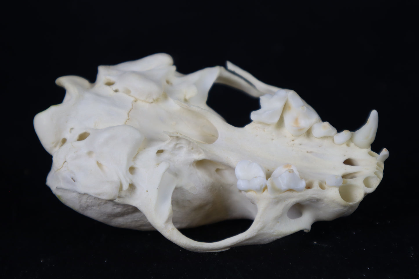 Craft Juvenile Otter Skull