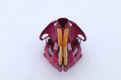 Naturally Stained Muskrat Skull