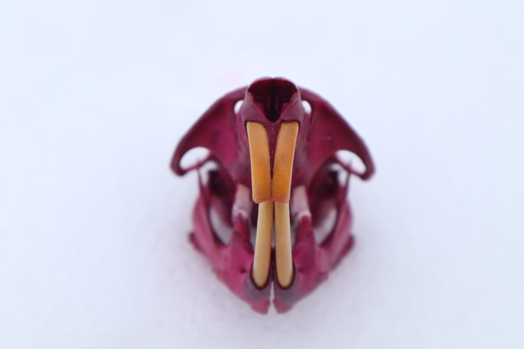 Naturally Stained Muskrat Skull