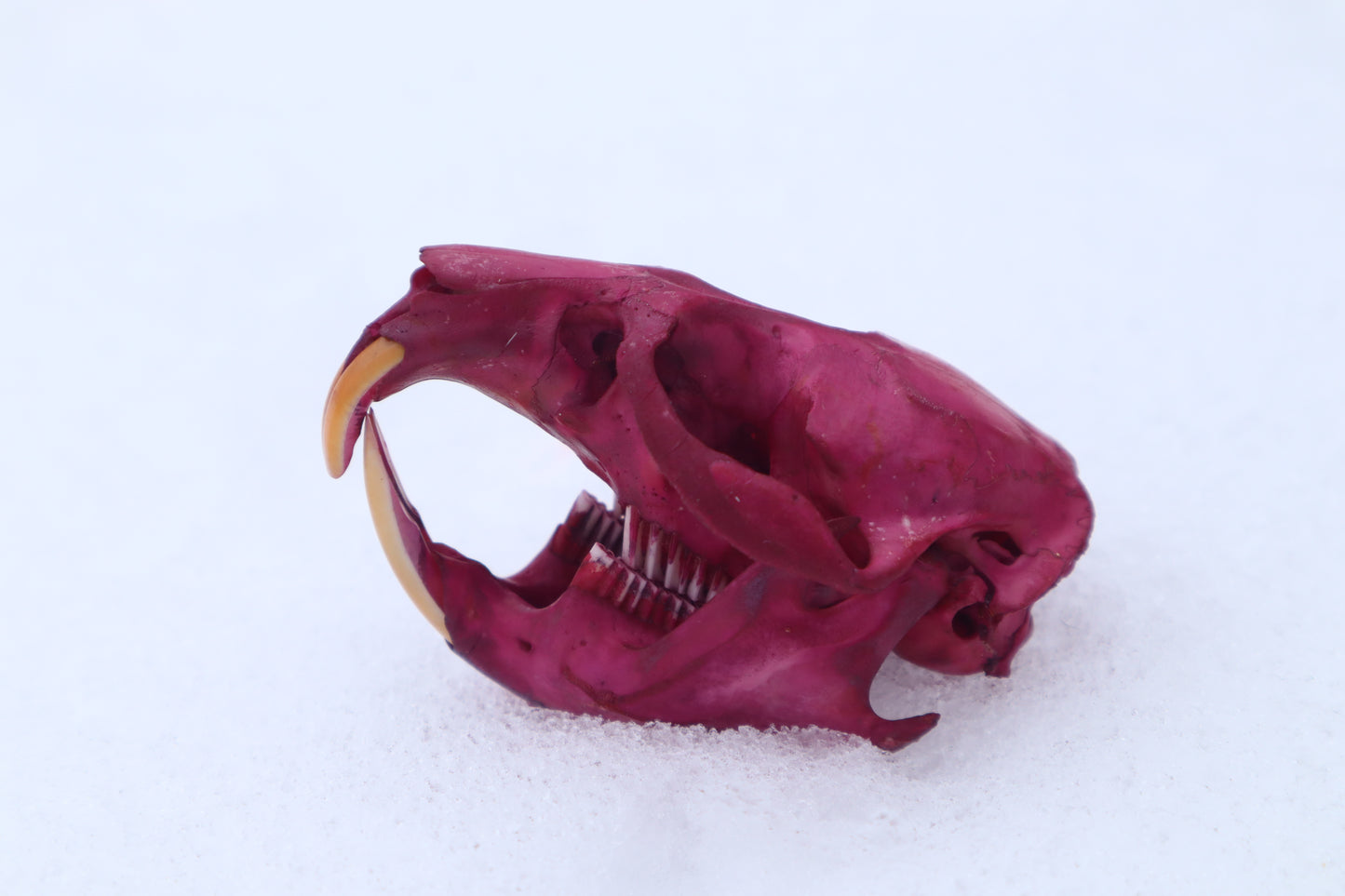 Naturally Stained Muskrat Skull