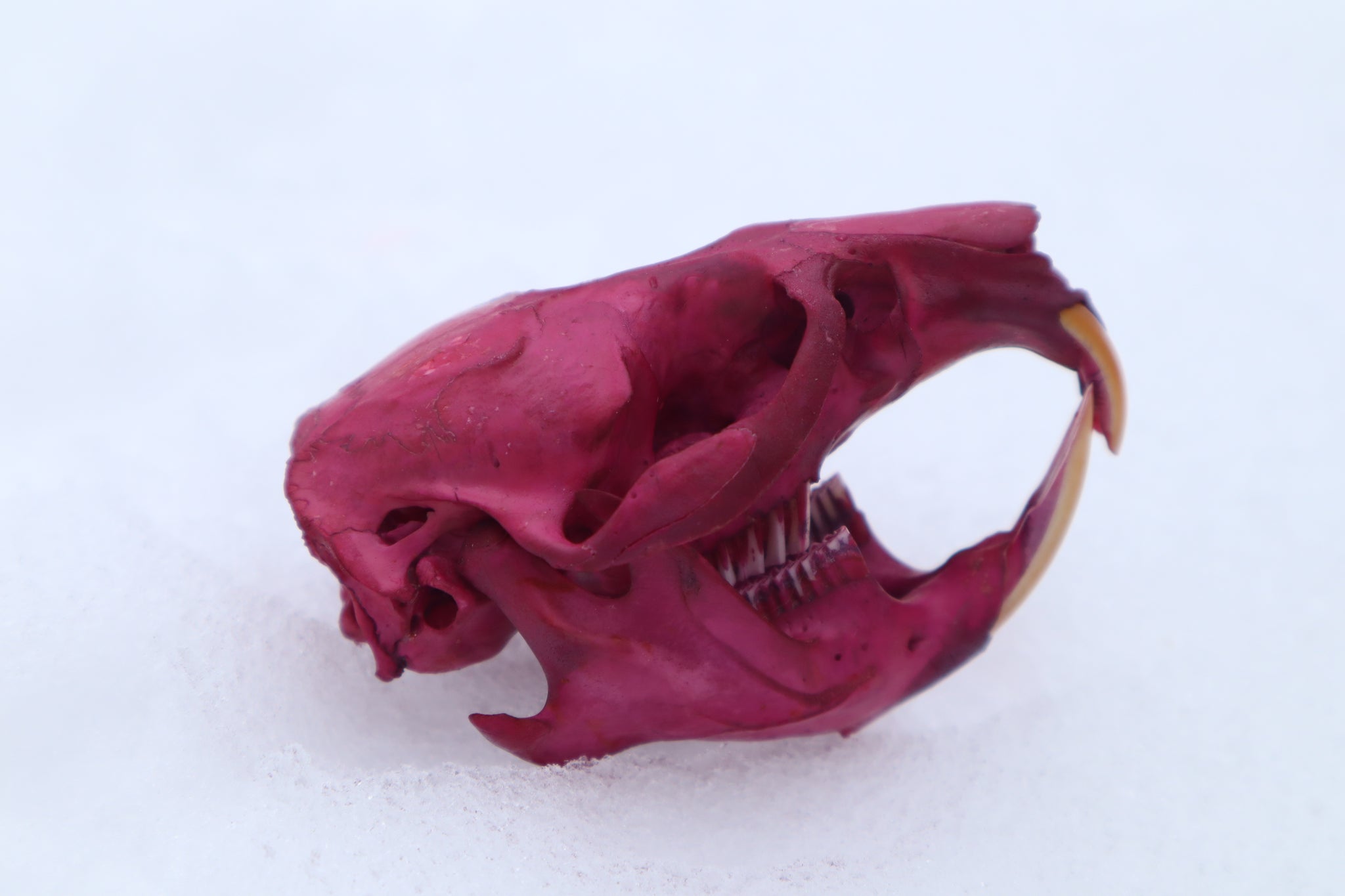 Naturally Stained Muskrat Skull
