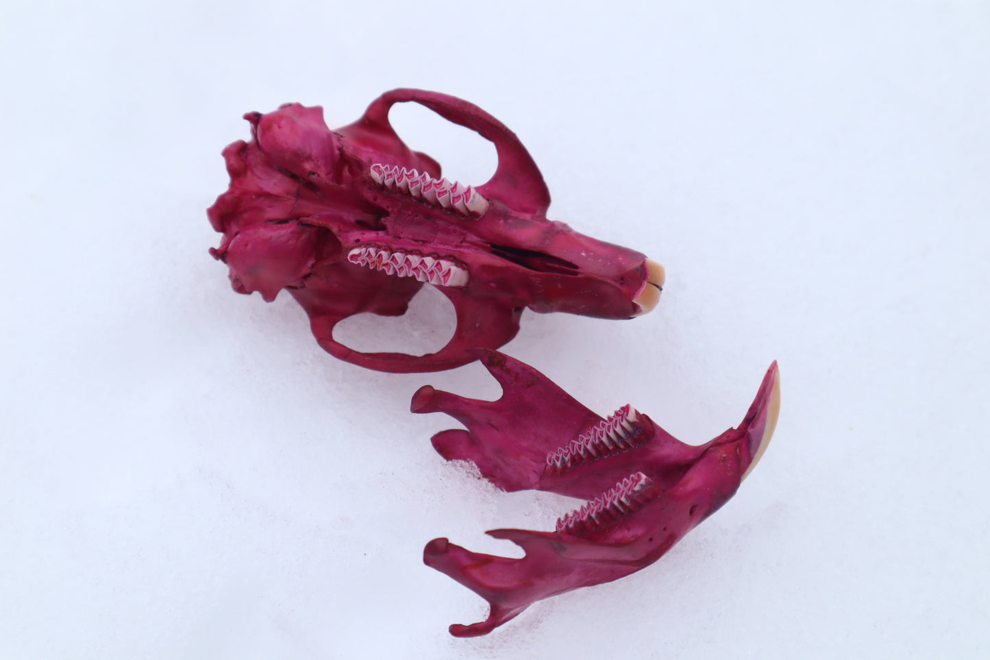 Naturally Stained Muskrat Skull