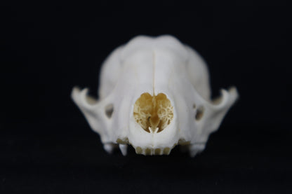 Craft Raccoon Skull