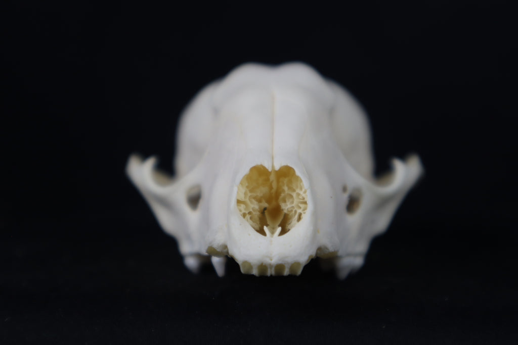 Craft Raccoon Skull