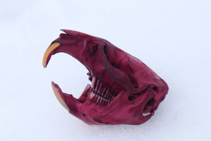 Naturally Stained Muskrat Skull