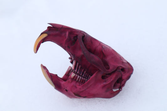 Naturally Stained Muskrat Skull
