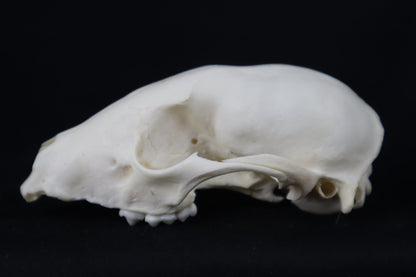 Craft Raccoon Skull