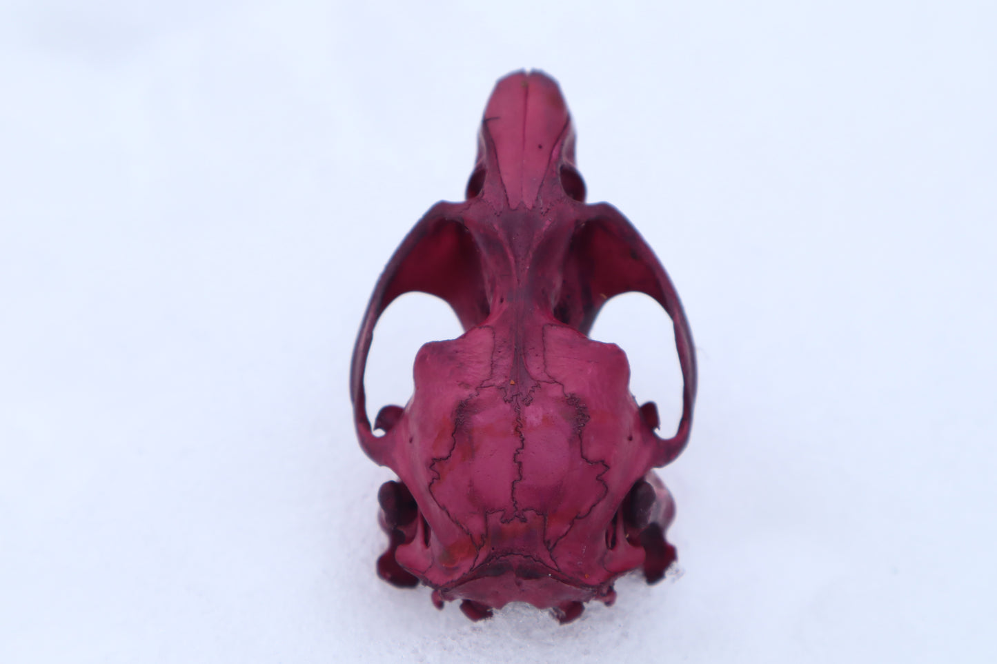 Naturally Stained Muskrat Skull