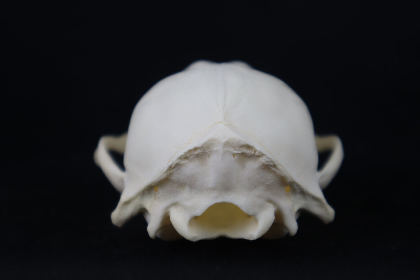 Craft Raccoon Skull