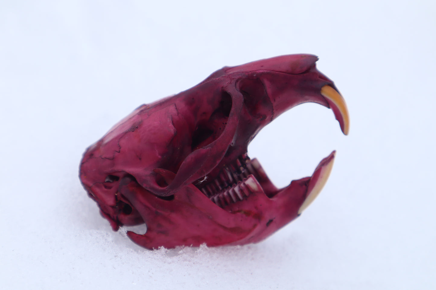 Naturally Stained Muskrat Skull