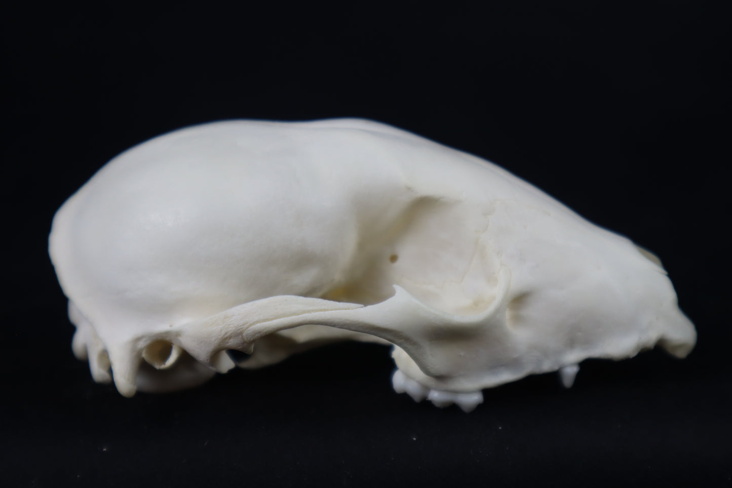 Craft Raccoon Skull