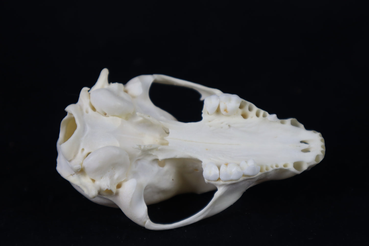 Craft Raccoon Skull