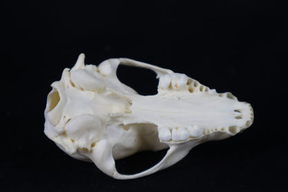 Craft Raccoon Skull