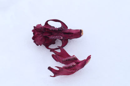 Naturally Stained Muskrat Skull