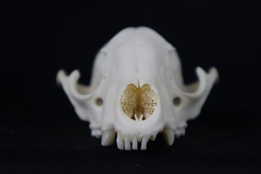 Craft Raccoon Skull