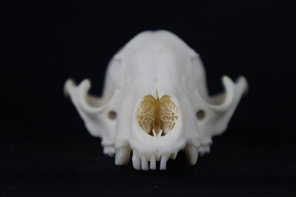 Craft Raccoon Skull