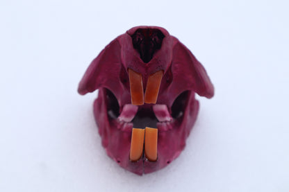 Naturally Stained Juvenile Beaver Skull