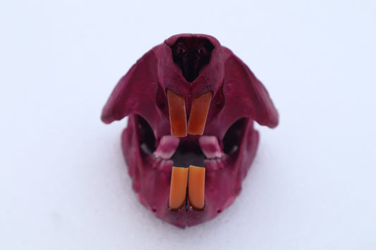 Naturally Stained Juvenile Beaver Skull
