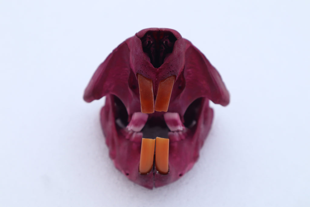 Naturally Stained Juvenile Beaver Skull