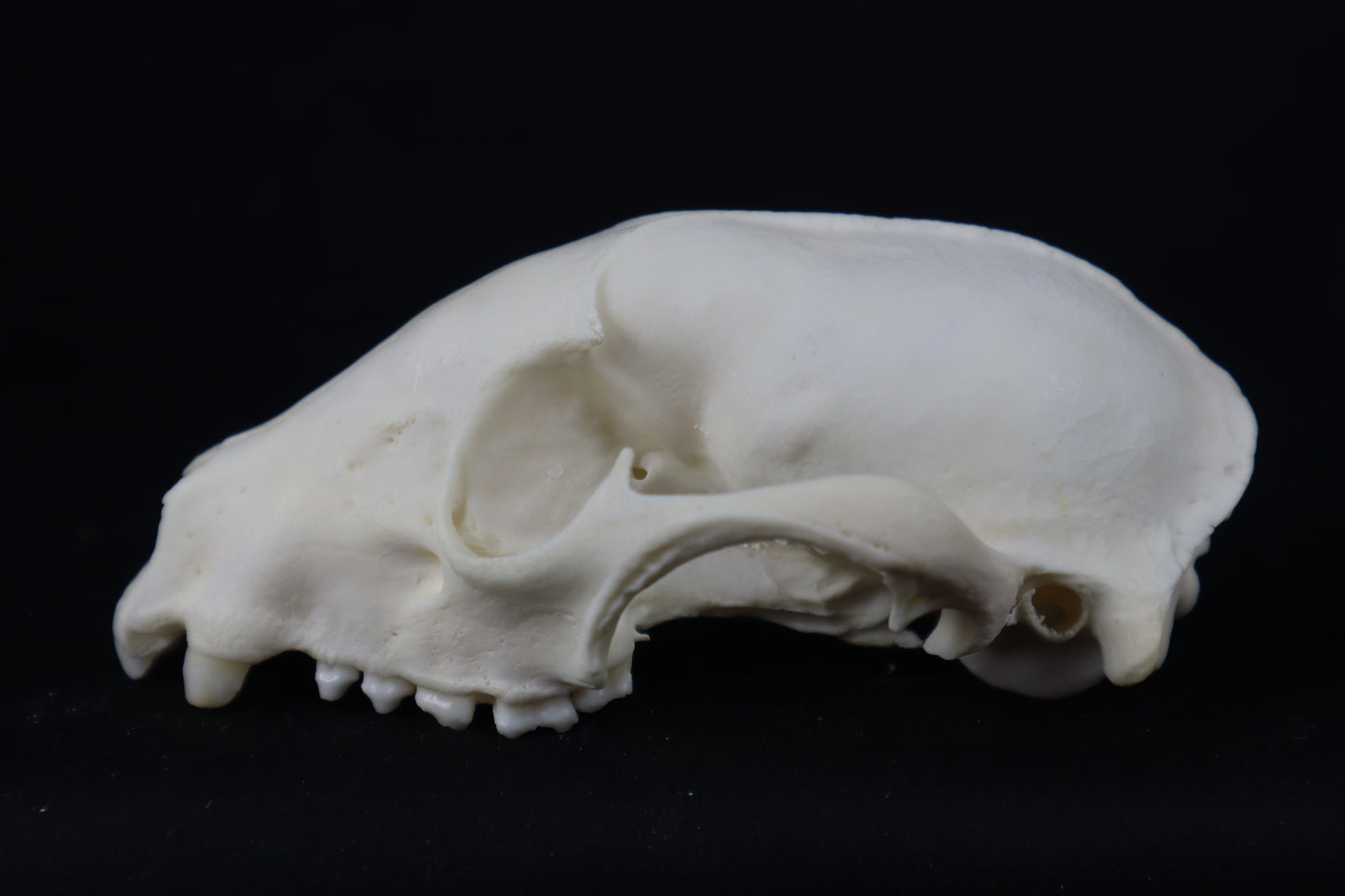 Craft Raccoon Skull