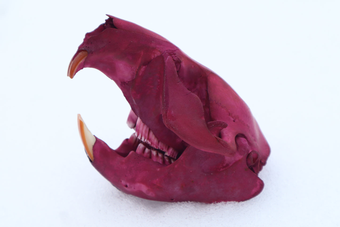 Naturally Stained Juvenile Beaver Skull