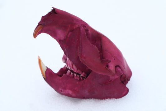 Naturally Stained Juvenile Beaver Skull