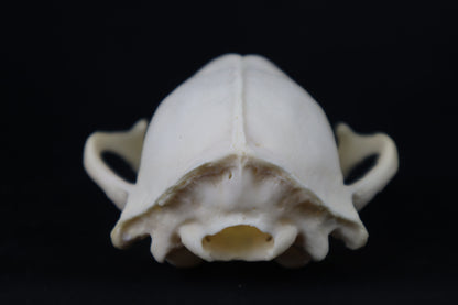 Craft Raccoon Skull