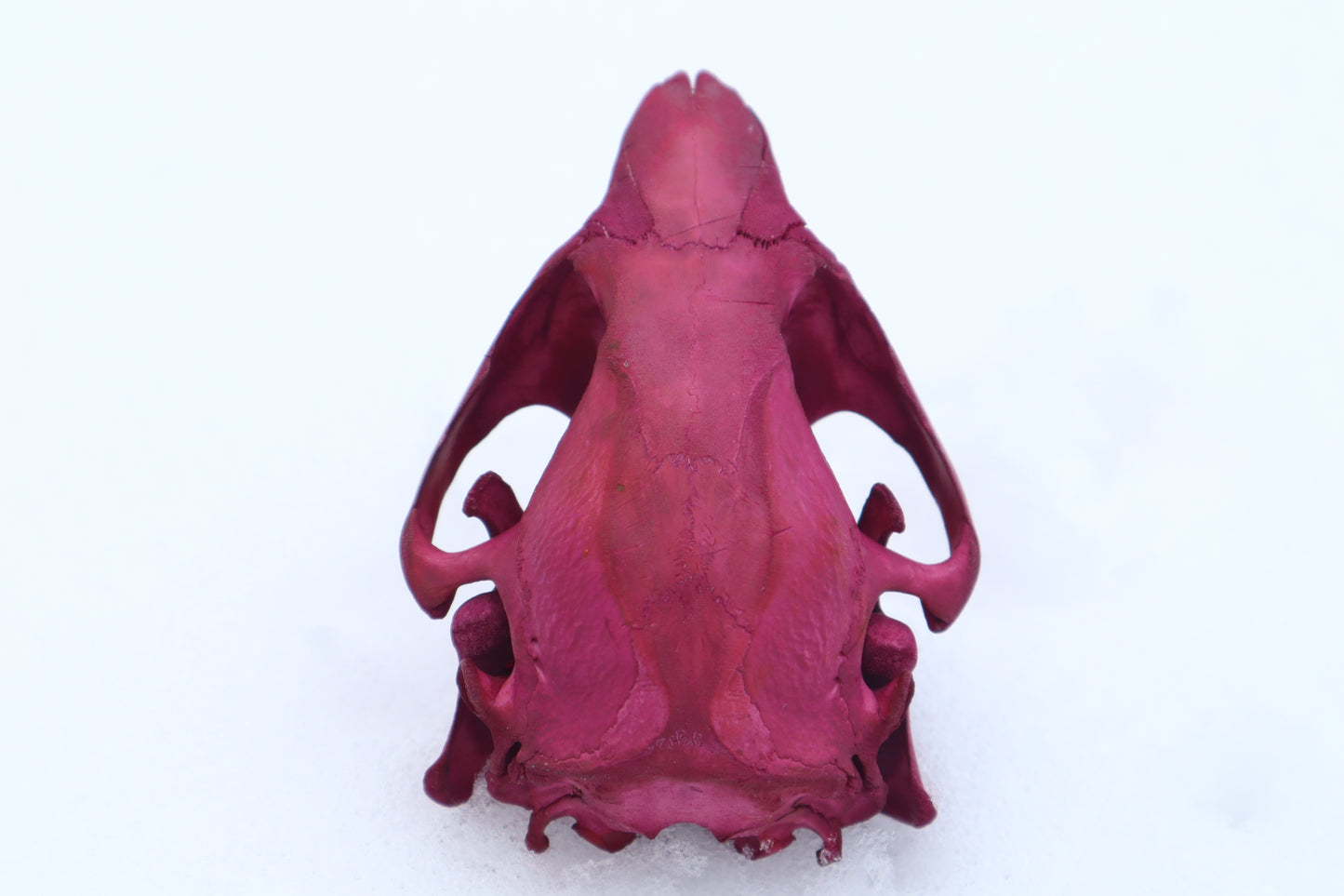 Naturally Stained Juvenile Beaver Skull