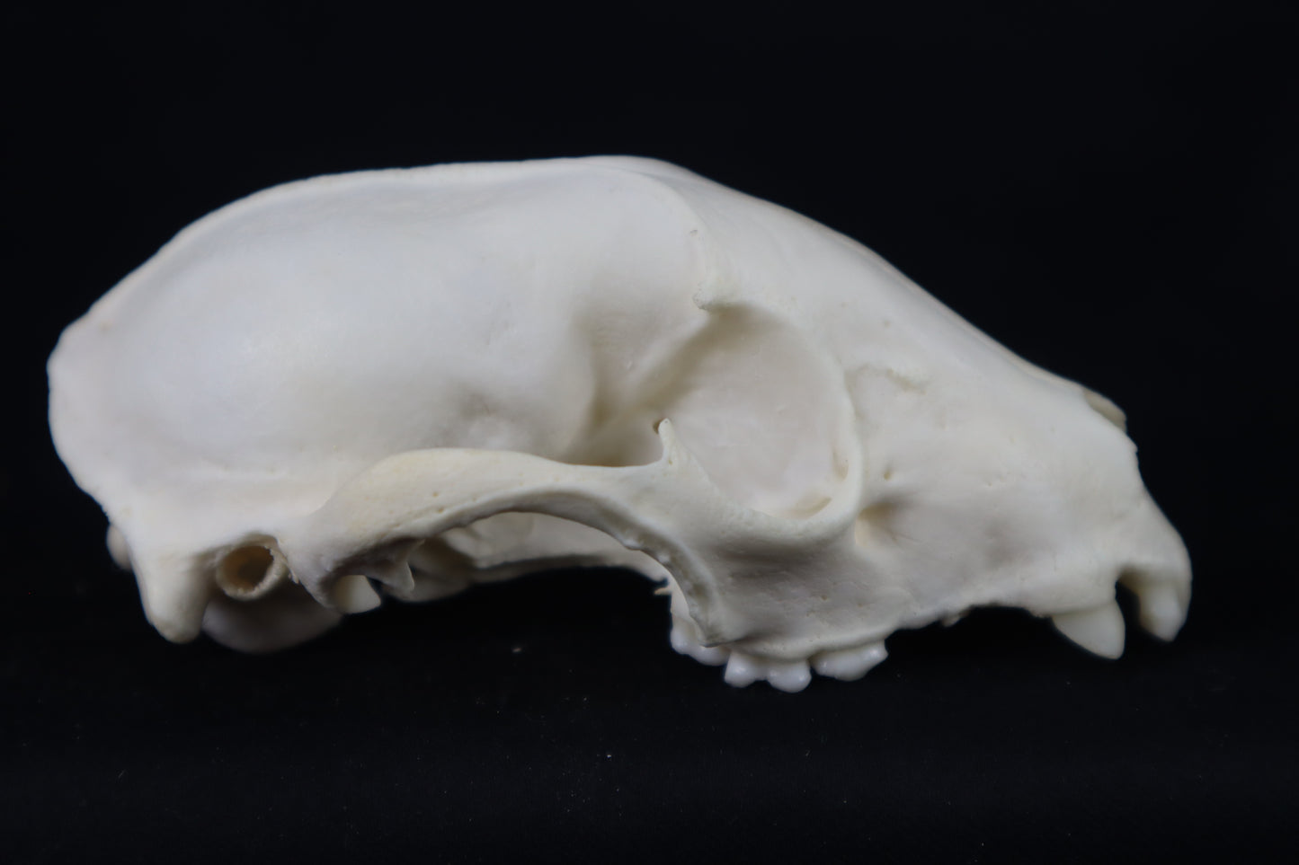 Craft Raccoon Skull