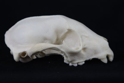 Craft Raccoon Skull
