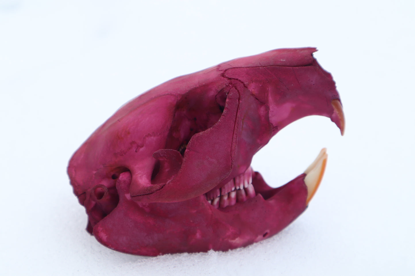 Naturally Stained Juvenile Beaver Skull