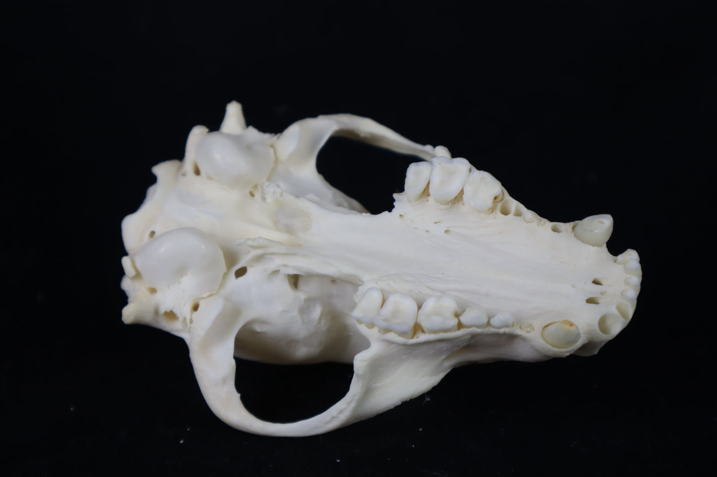 Craft Raccoon Skull