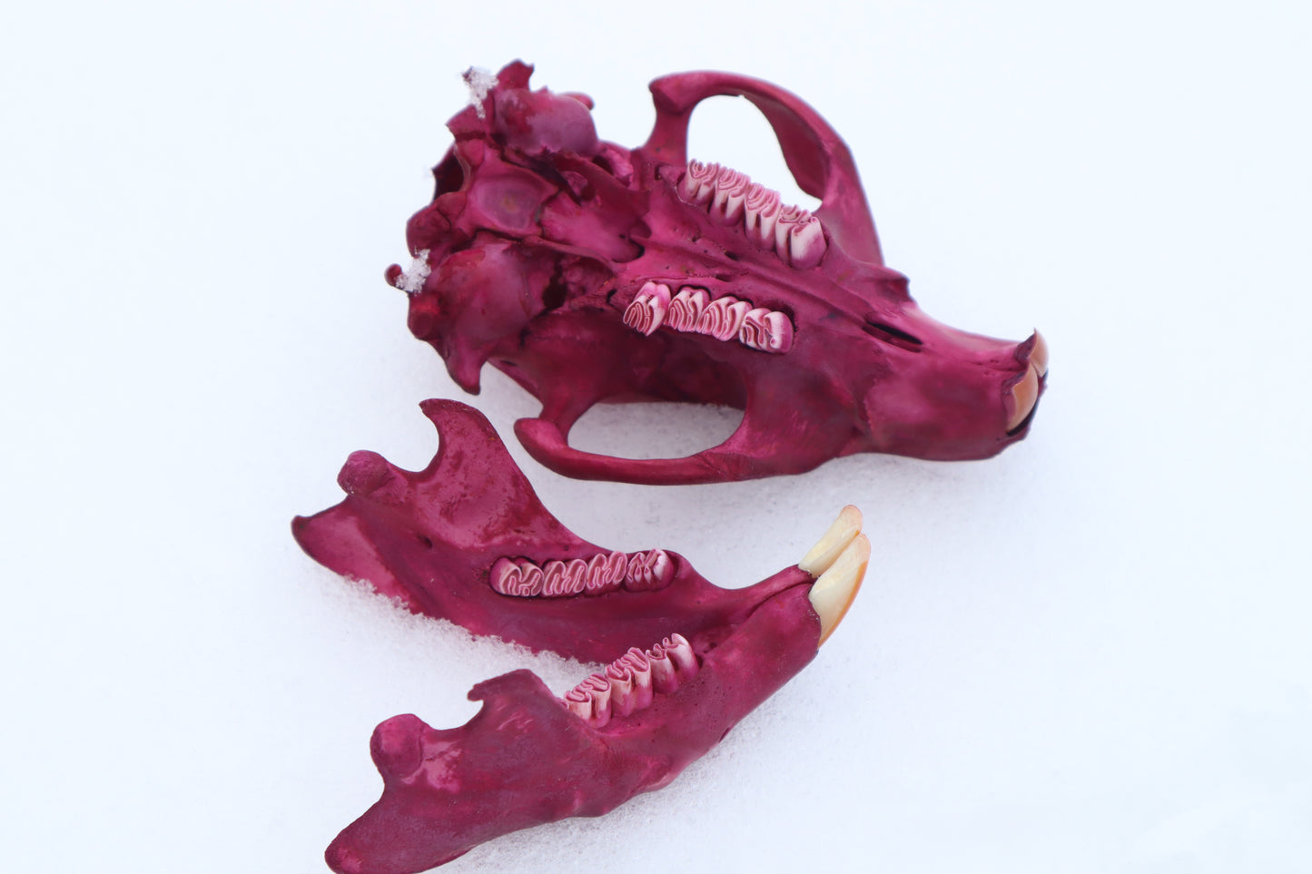 Naturally Stained Juvenile Beaver Skull