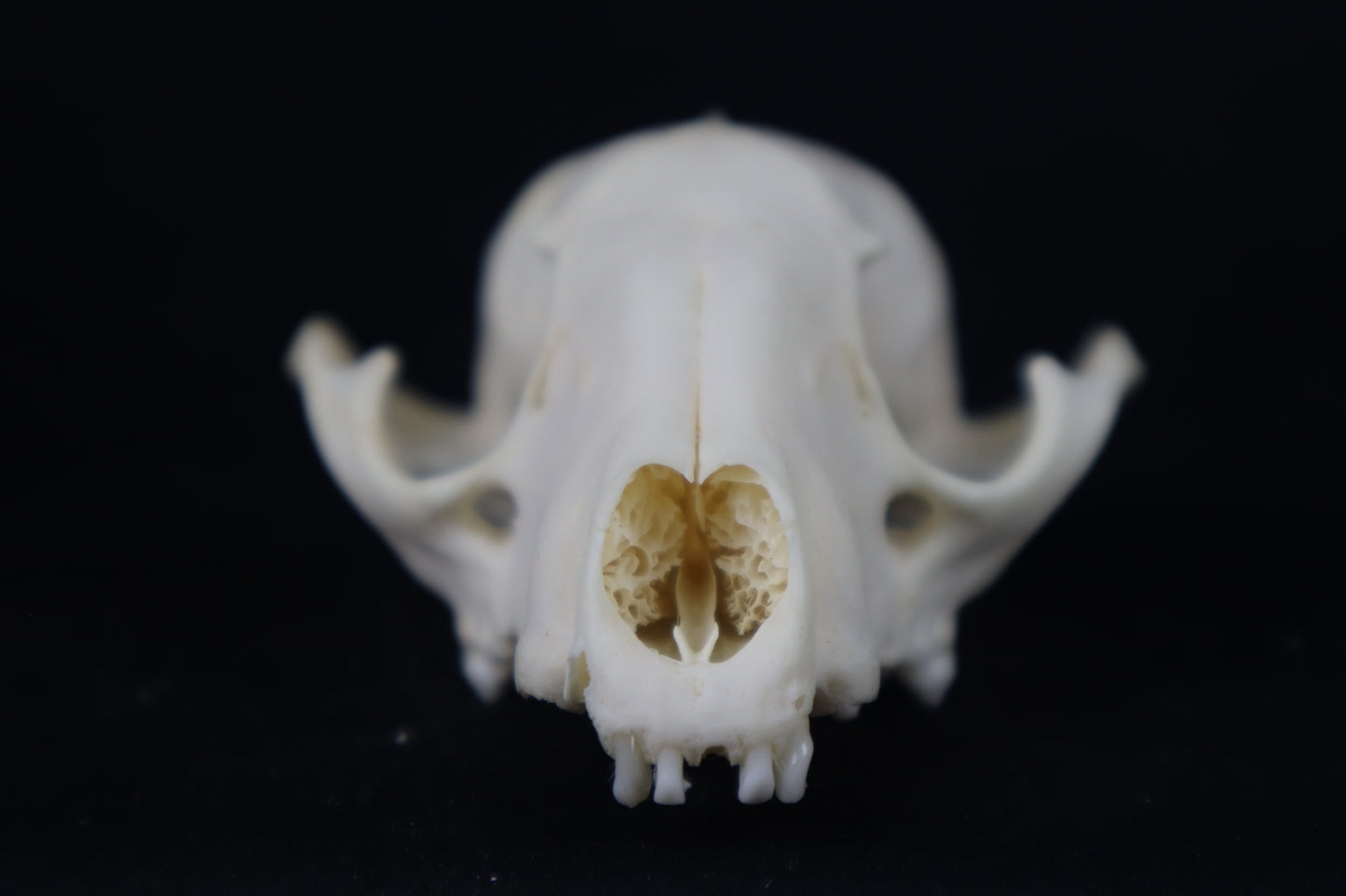 Craft Raccoon Skull