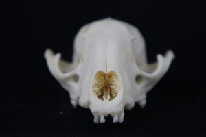 Craft Raccoon Skull