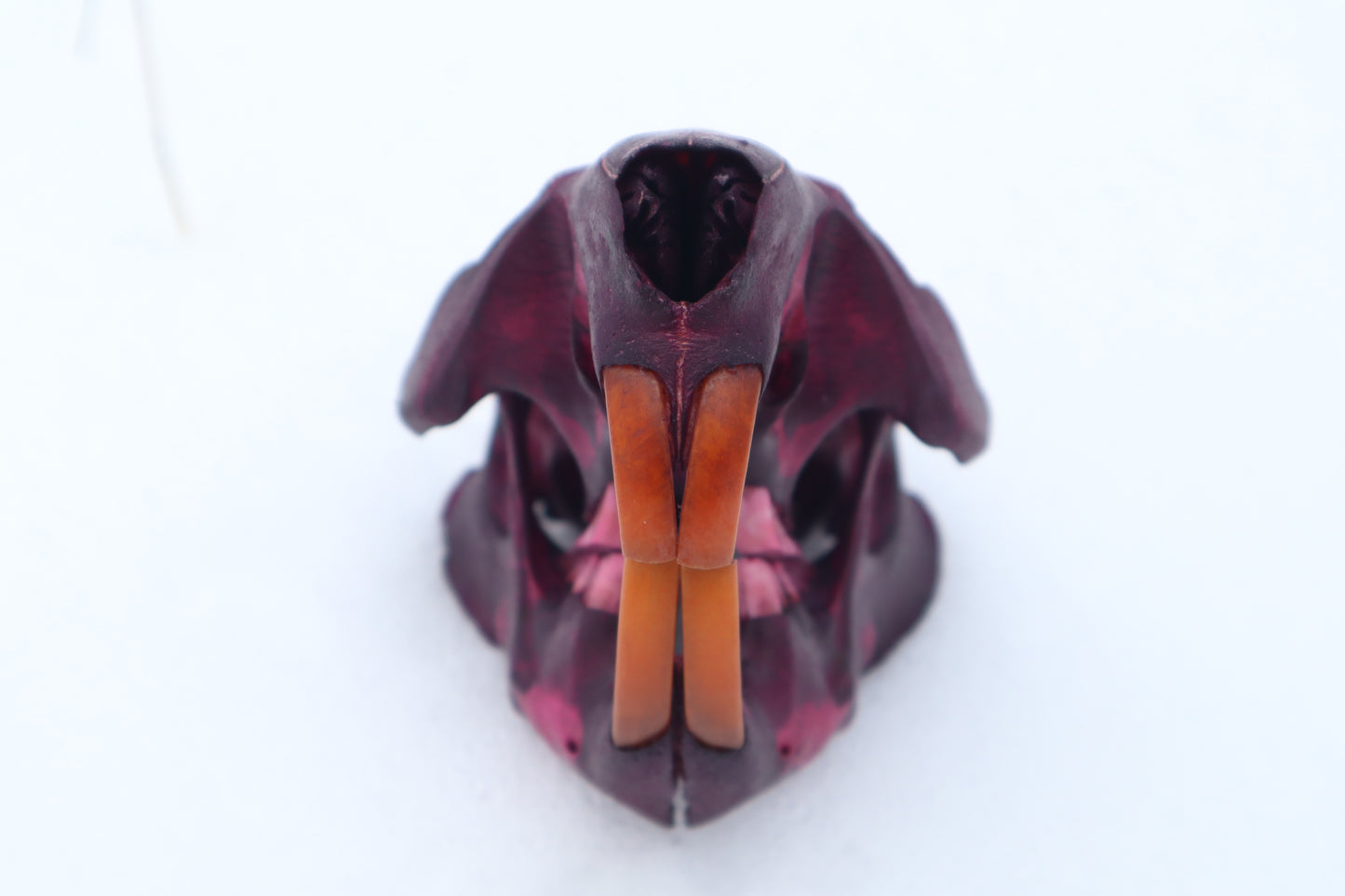 Naturally Stained Beaver Skull