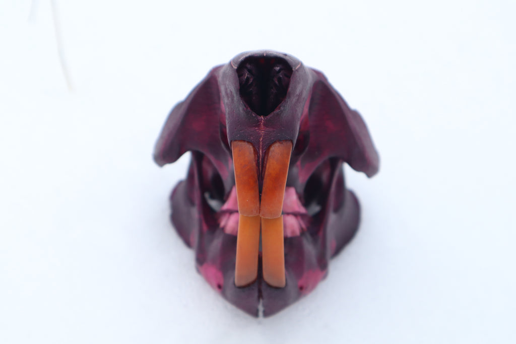 Naturally Stained Beaver Skull